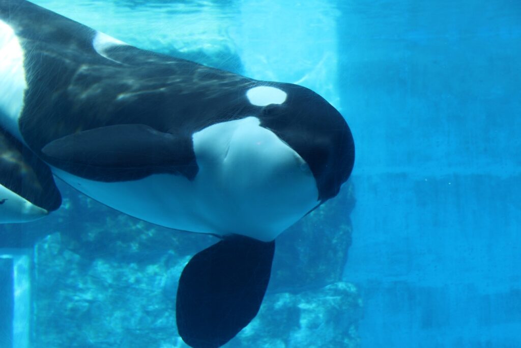 名古屋港水族館のシャチ