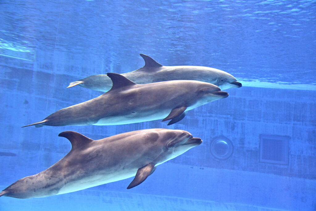 名古屋港水族館のイルカ