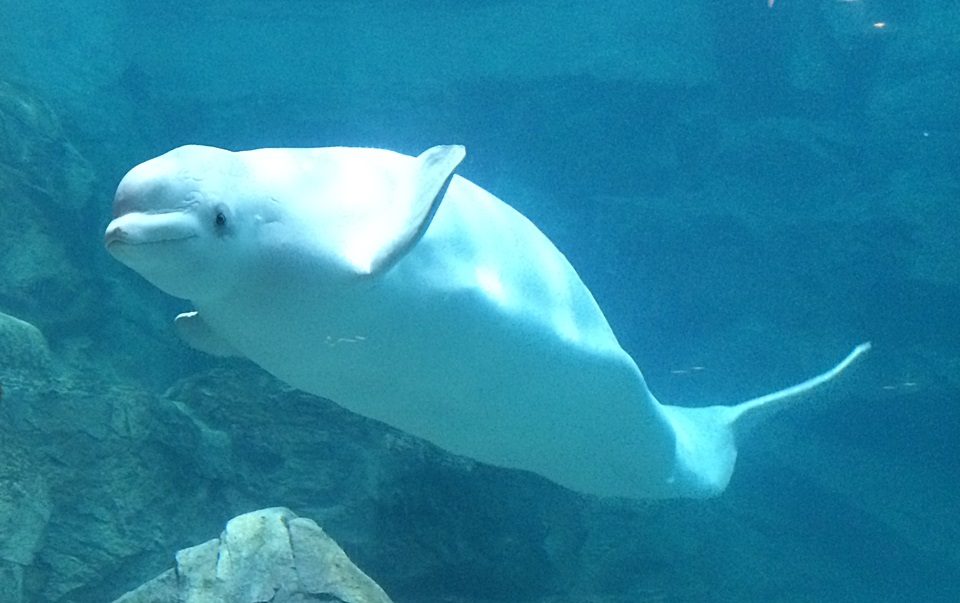 名古屋港水族館のベルーガ