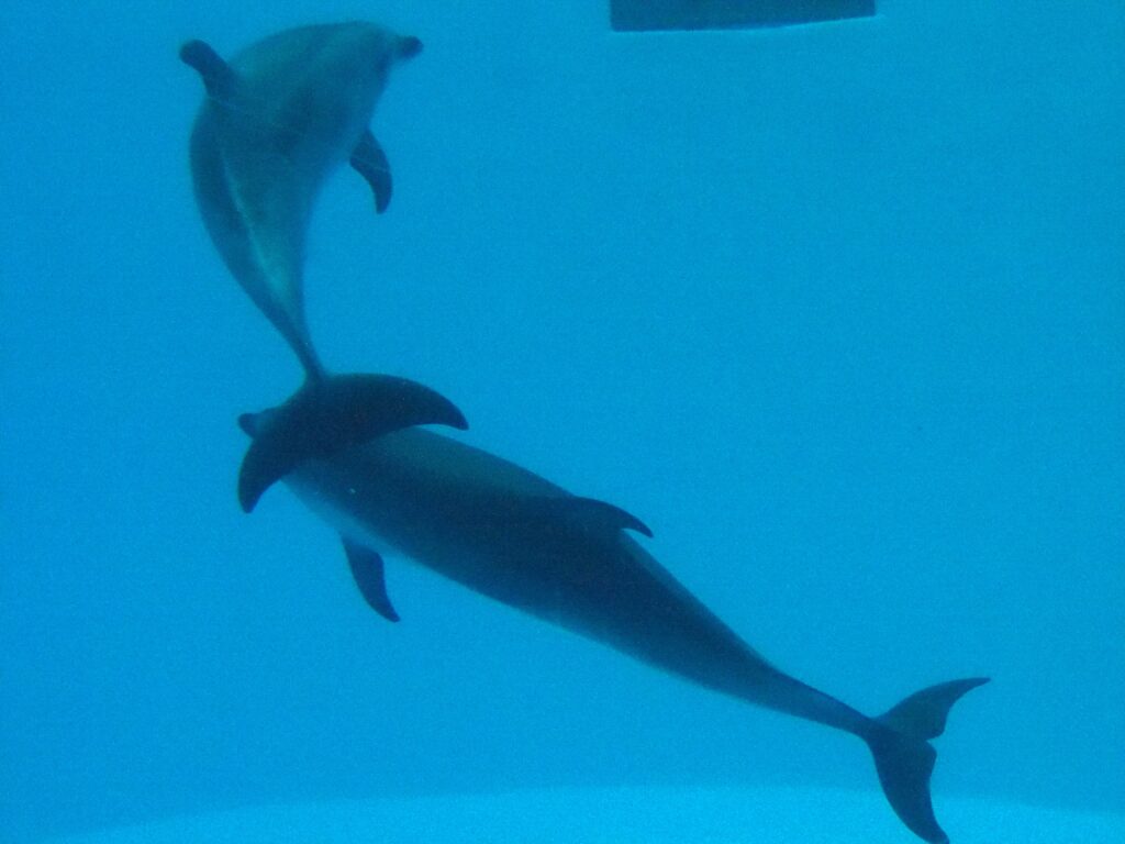 名古屋港水族館のイルカ