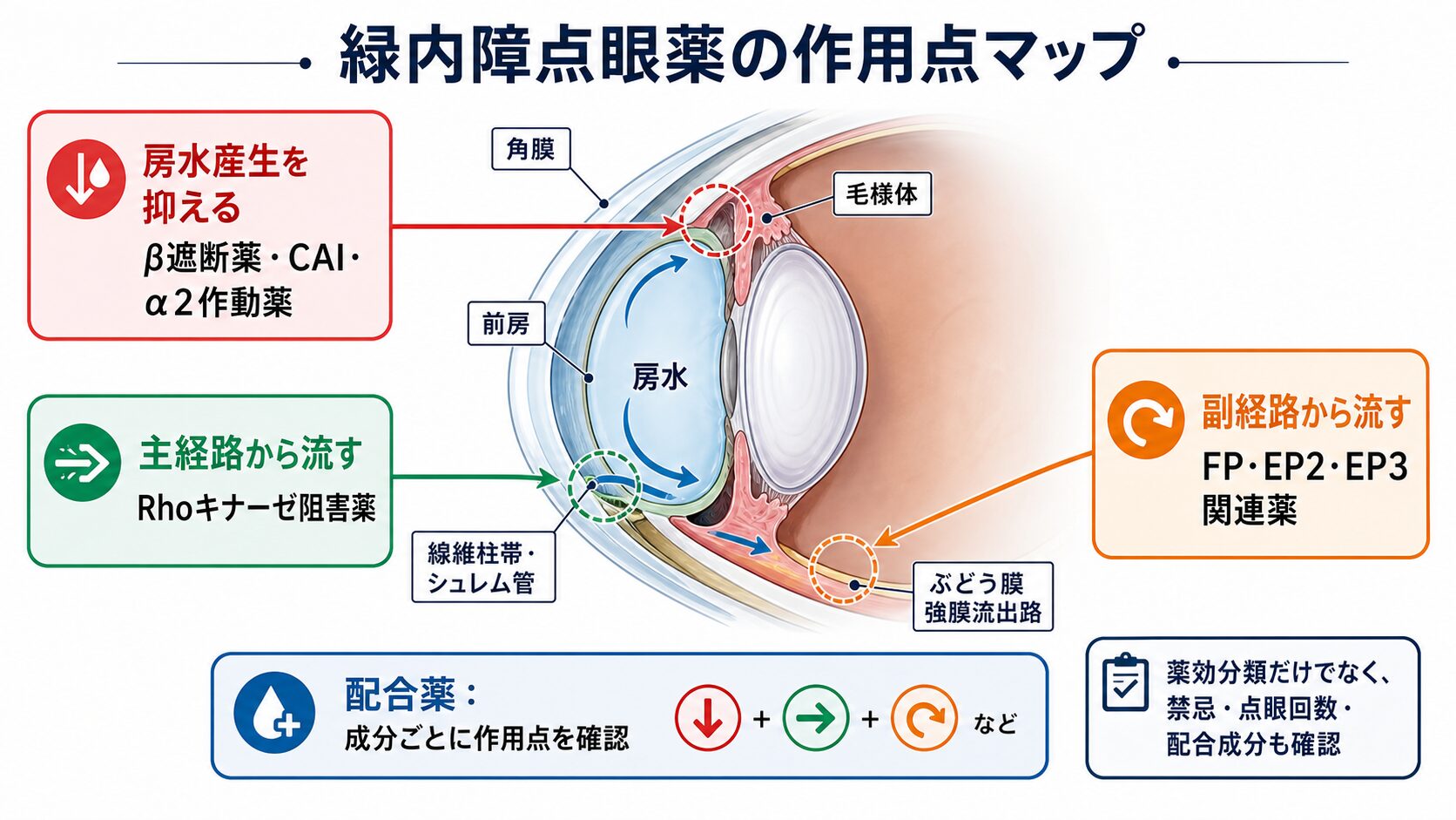 眼の内部イラストで緑内障点眼薬の作用点を示す図解。房水産生を抑える薬、主経路から流す薬、副経路から流す薬、配合薬を整理